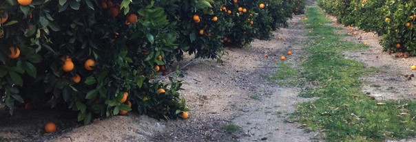 Campos de naranjos